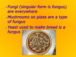 Fungi (singular form is fungus)
are everywhere
Mushrooms on pizza are a type
of fungus
Yeast used to make bread is a
fungus
 