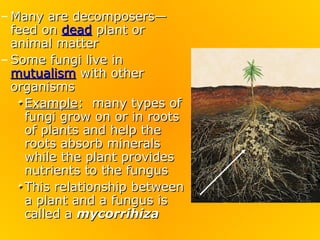 – Many are decomposers—
  feed on dead plant or
  animal matter
– Some fungi live in
  mutualism with other
  organisms
    Example: many types of
    fungi grow on or in roots
    of plants and help the
    roots absorb minerals
    while the plant provides
    nutrients to the fungus
    This relationship between
    a plant and a fungus is
    called a mycorrihiza
 