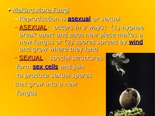 Making More Fungi
– Reproduction is asexual or sexual
– ASEXUAL: occurs in 2 ways: (1) hyphae
  break apart and each new piece makes a
  new fungus or (2) spores spread by wind
  and grow where they land
– SEXUAL: special structures
 form sex cells and join
 to produce sexual spores
that grow into a new
 fungus
 