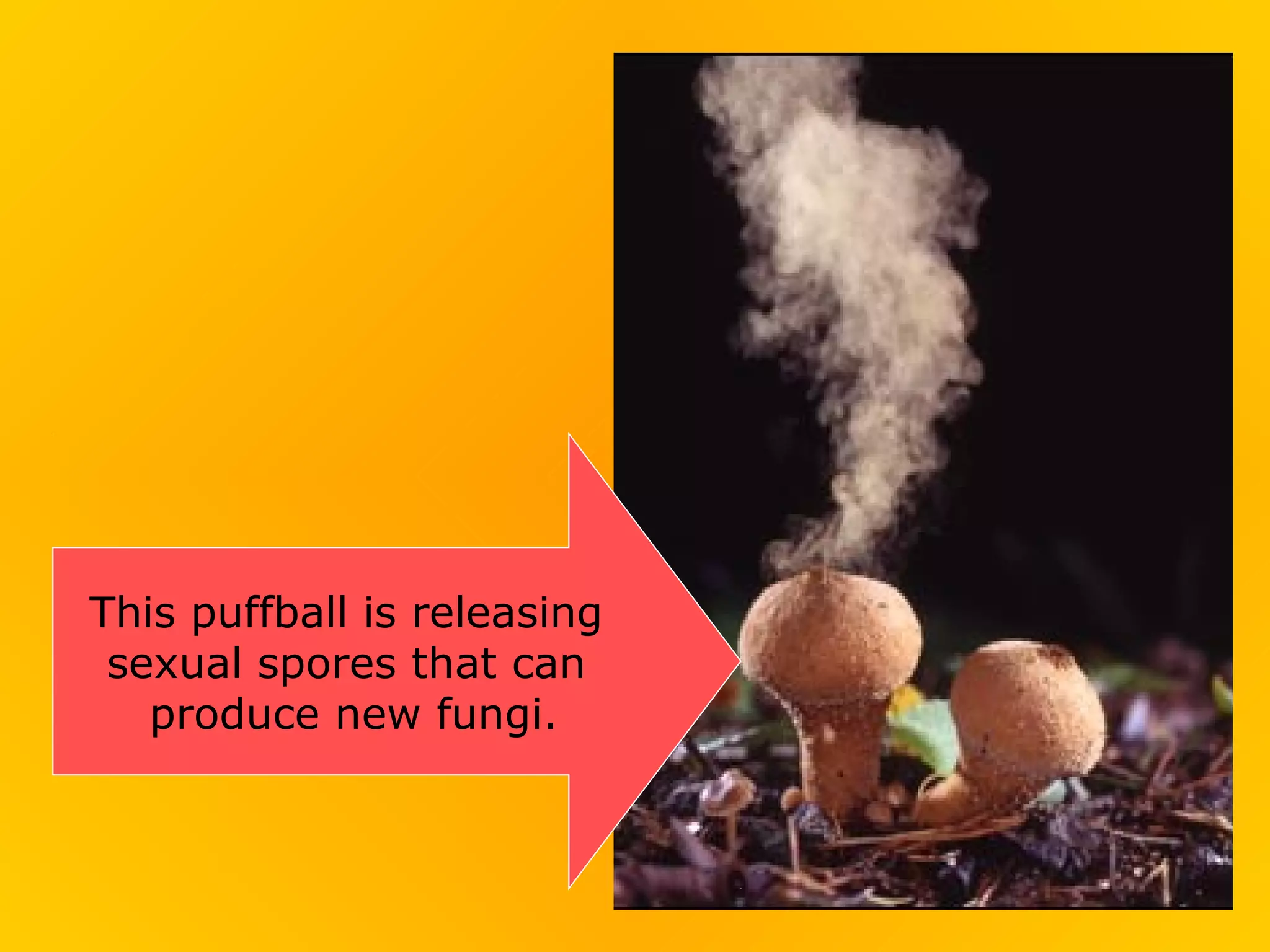 This puffball is releasing
 sexual spores that can
   produce new fungi.
 