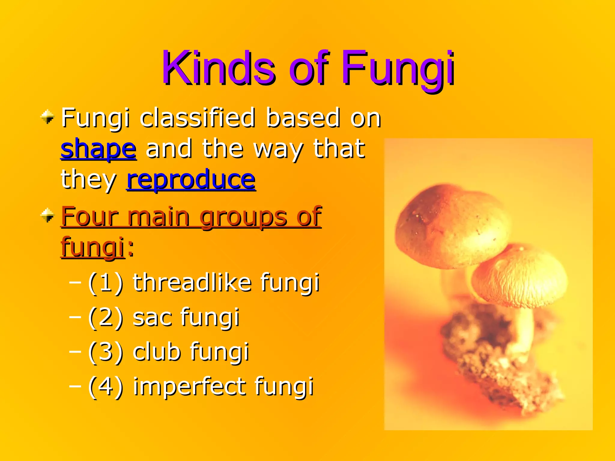 Kinds of Fungi
Fungi classified based on
shape and the way that
they reproduce
Four main groups of
fungi:
– (1)   threadlike fungi
– (2)   sac fungi
– (3)   club fungi
– (4)   imperfect fungi
 