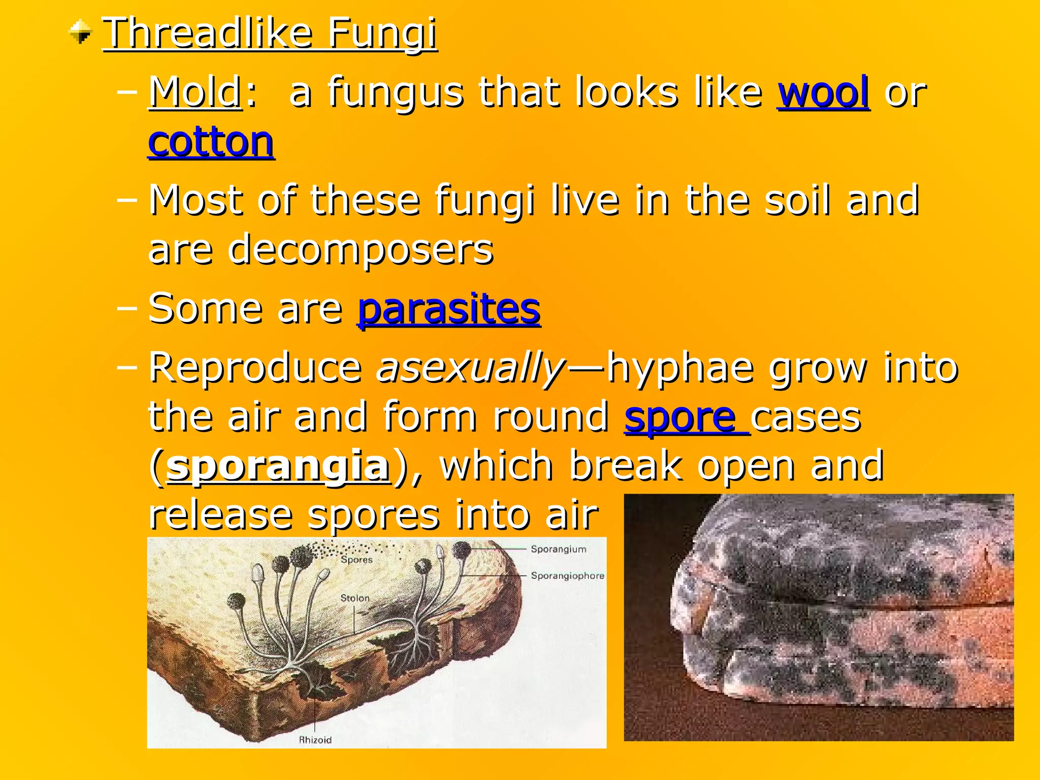 Threadlike Fungi
 – Mold: a fungus that looks like wool or
   cotton
 – Most of these fungi live in the soil and
   are decomposers
 – Some are parasites
 – Reproduce asexually—hyphae grow into
   the air and form round spore cases
   (sporangia), which break open and
   release spores into air
 