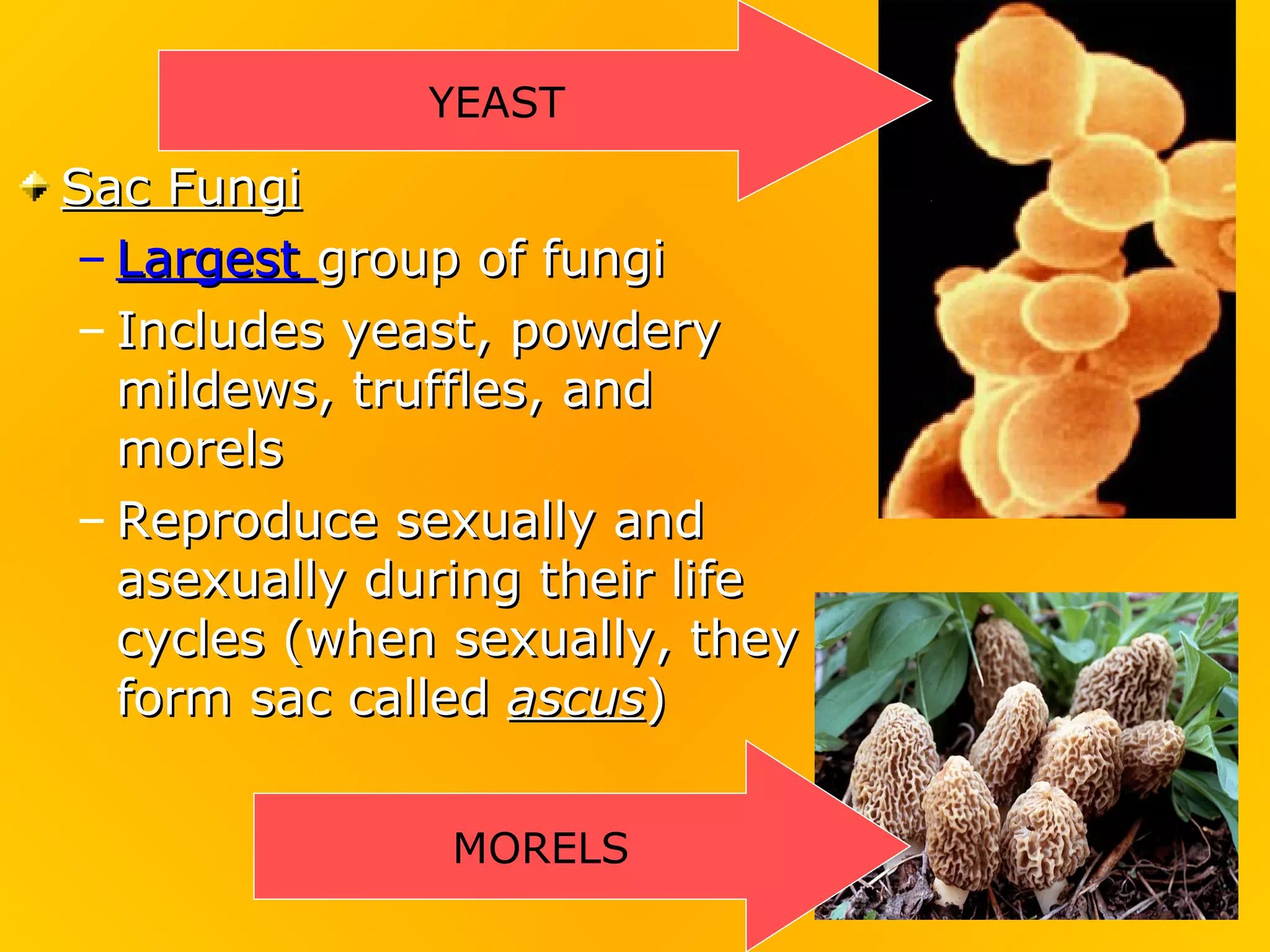 YEAST

Sac Fungi
– Largest group of fungi
– Includes yeast, powdery
  mildews, truffles, and
  morels
– Reproduce sexually and
  asexually during their life
  cycles (when sexually, they
  form sac called ascus)


               MORELS
 