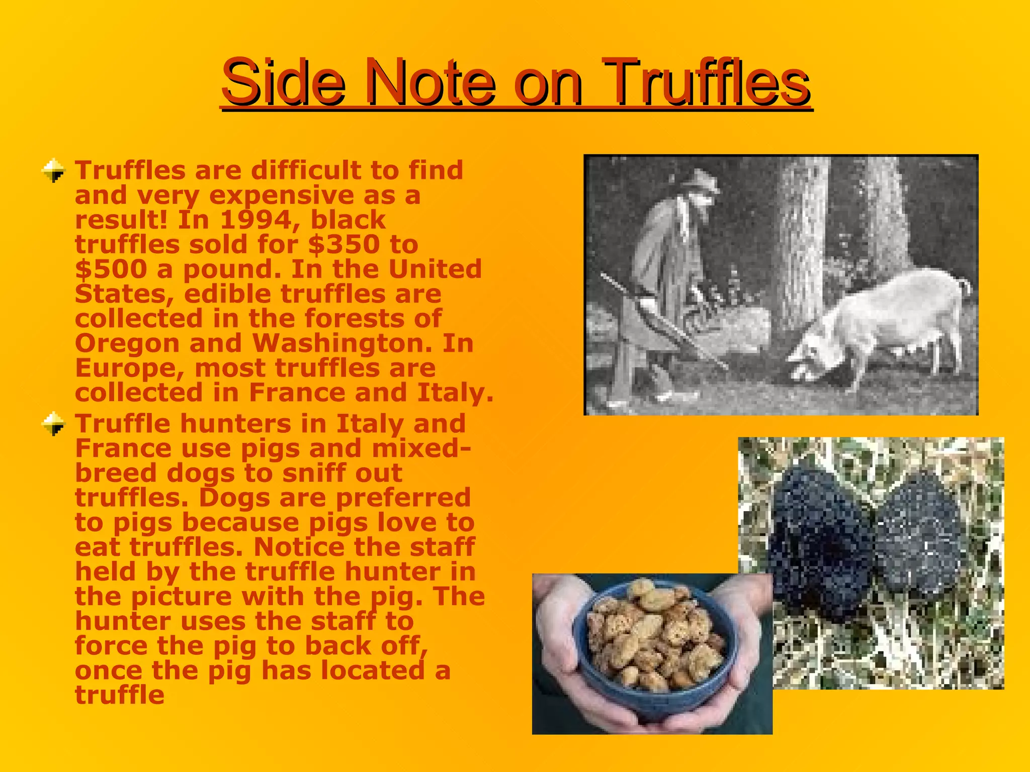 Side Note on Truffles
Truffles are difficult to find
and very expensive as a
result! In 1994, black
truffles sold for $350 to
$500 a pound. In the United
States, edible truffles are
collected in the forests of
Oregon and Washington. In
Europe, most truffles are
collected in France and Italy.
Truffle hunters in Italy and
France use pigs and mixed-
breed dogs to sniff out
truffles. Dogs are preferred
to pigs because pigs love to
eat truffles. Notice the staff
held by the truffle hunter in
the picture with the pig. The
hunter uses the staff to
force the pig to back off,
once the pig has located a
truffle
 