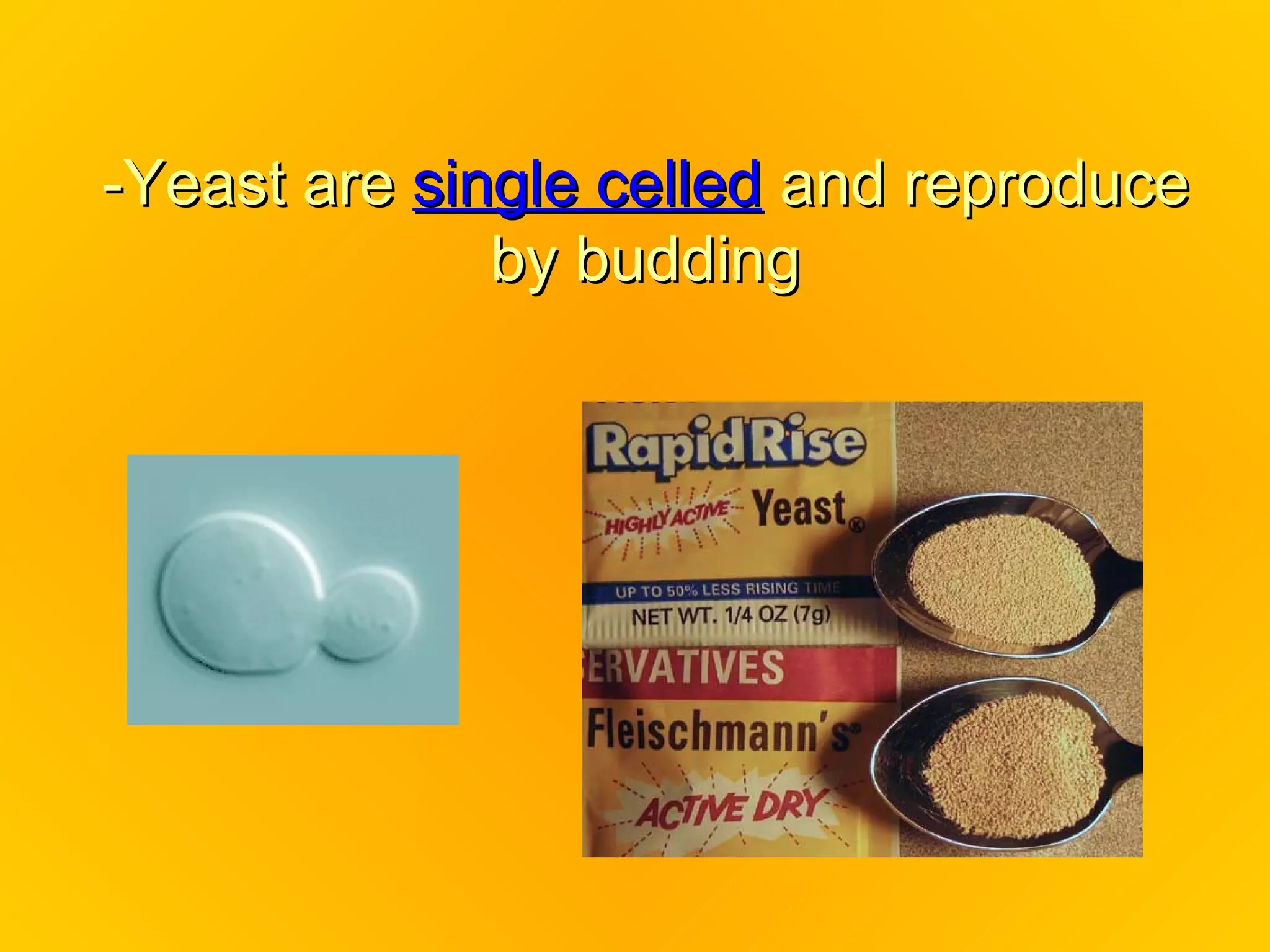 -Yeast are single celled and reproduce
              by budding
 