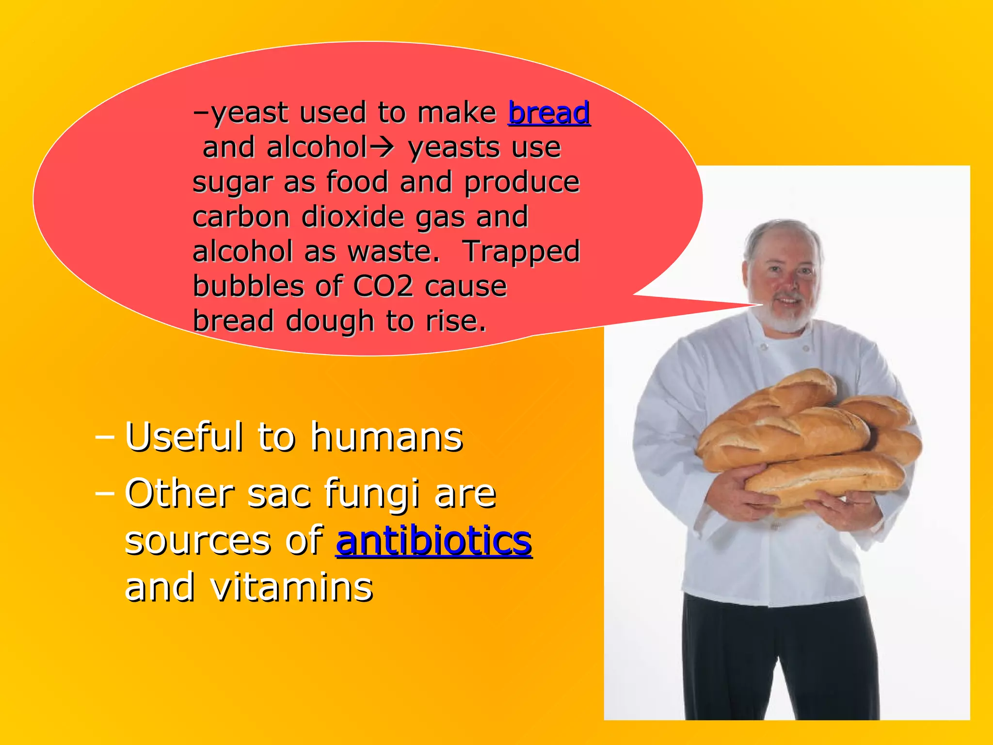 –yeast used to make bread
      and alcohol yeasts use
     sugar as food and produce
     carbon dioxide gas and
     alcohol as waste. Trapped
     bubbles of CO2 cause
     bread dough to rise.



– Useful to humans
– Other sac fungi are
  sources of antibiotics
  and vitamins
 