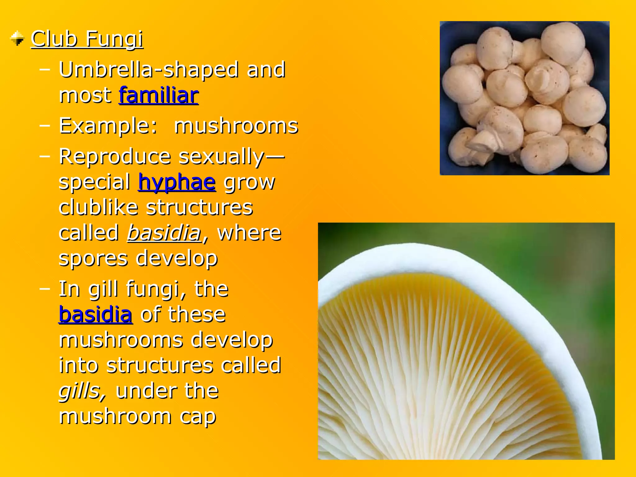 Club Fungi
 – Umbrella-shaped and
   most familiar
 – Example: mushrooms
 – Reproduce sexually—
   special hyphae grow
   clublike structures
   called basidia, where
   spores develop
 – In gill fungi, the
   basidia of these
   mushrooms develop
   into structures called
   gills, under the
   mushroom cap
 