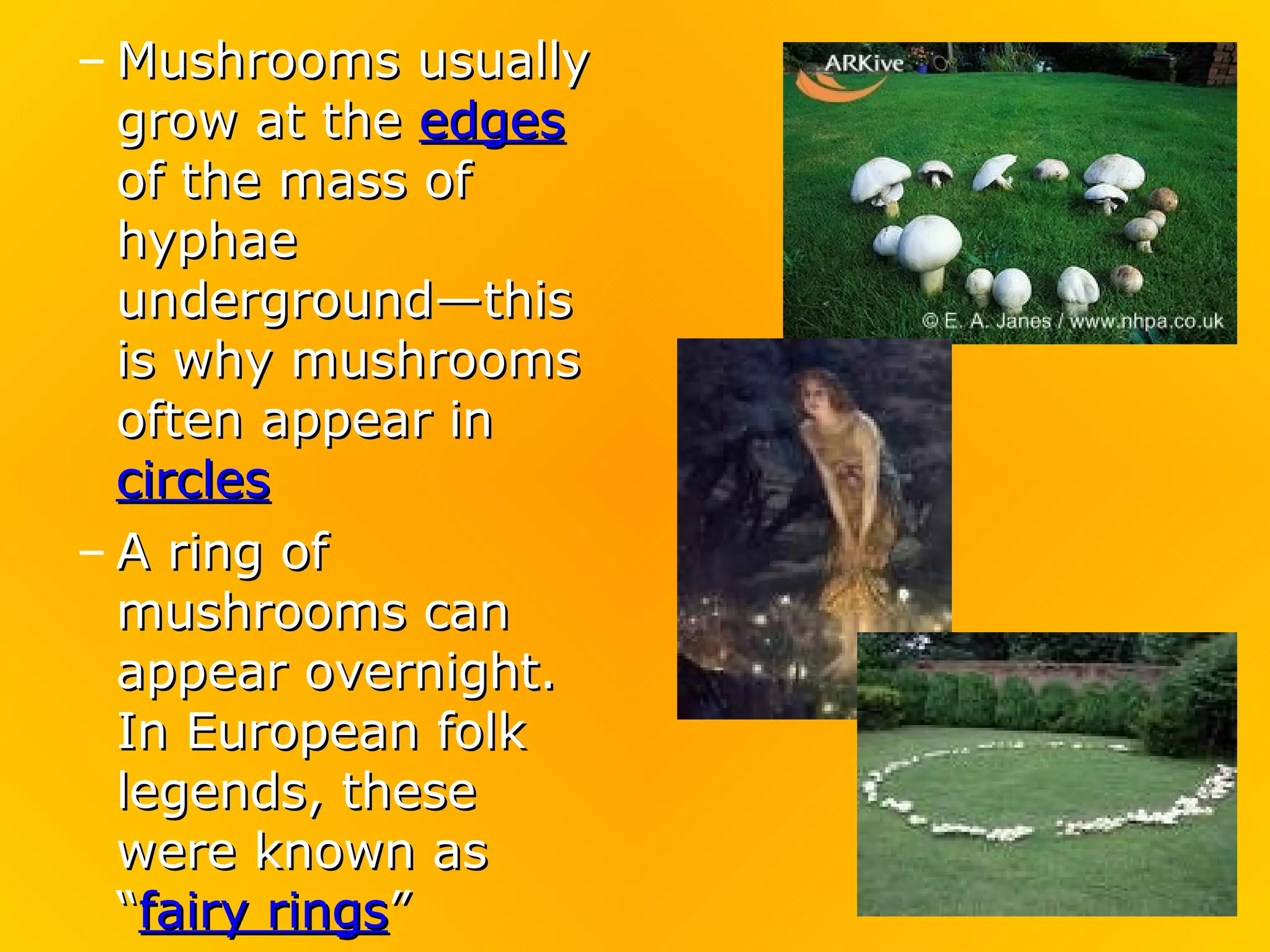 – Mushrooms usually
  grow at the edges
  of the mass of
  hyphae
  underground—this
  is why mushrooms
  often appear in
  circles
– A ring of
  mushrooms can
  appear overnight.
  In European folk
  legends, these
  were known as
  “fairy rings”
 