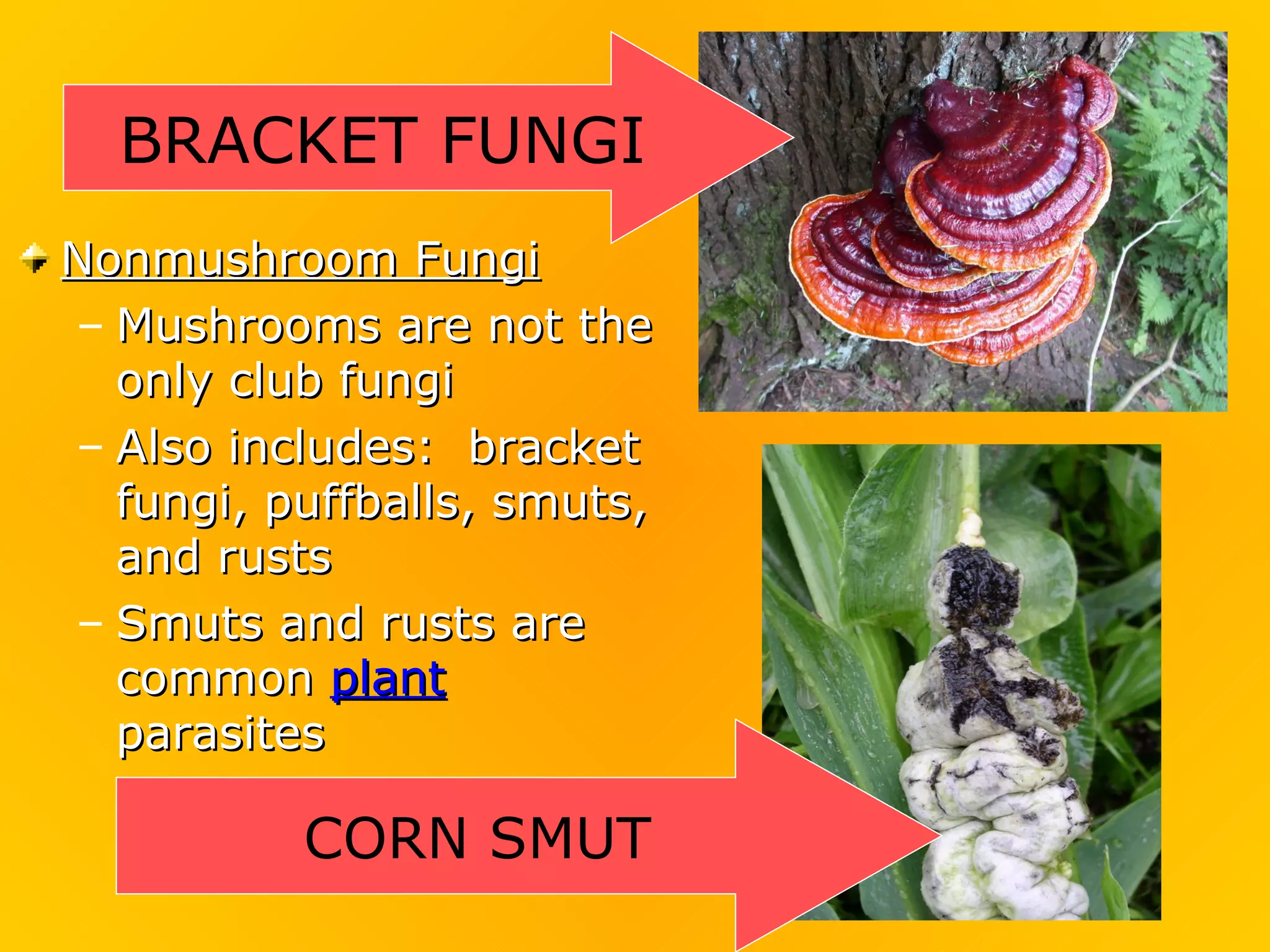 BRACKET FUNGI
Nonmushroom Fungi
– Mushrooms are not the
  only club fungi
– Also includes: bracket
  fungi, puffballs, smuts,
  and rusts
– Smuts and rusts are
  common plant
  parasites

          CORN SMUT
 