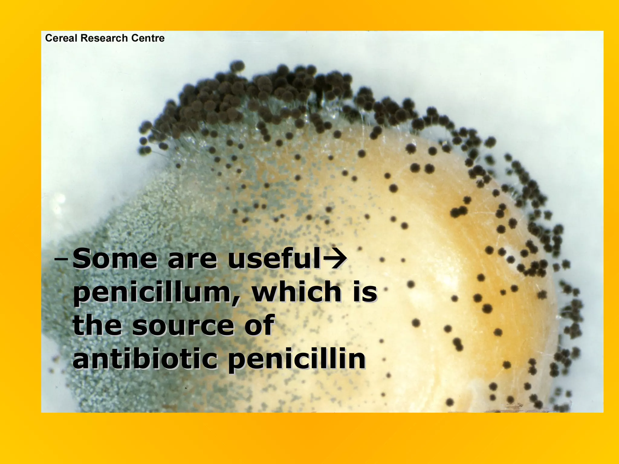 – Some are useful
  penicillum, which is
  the source of
  antibiotic penicillin
 