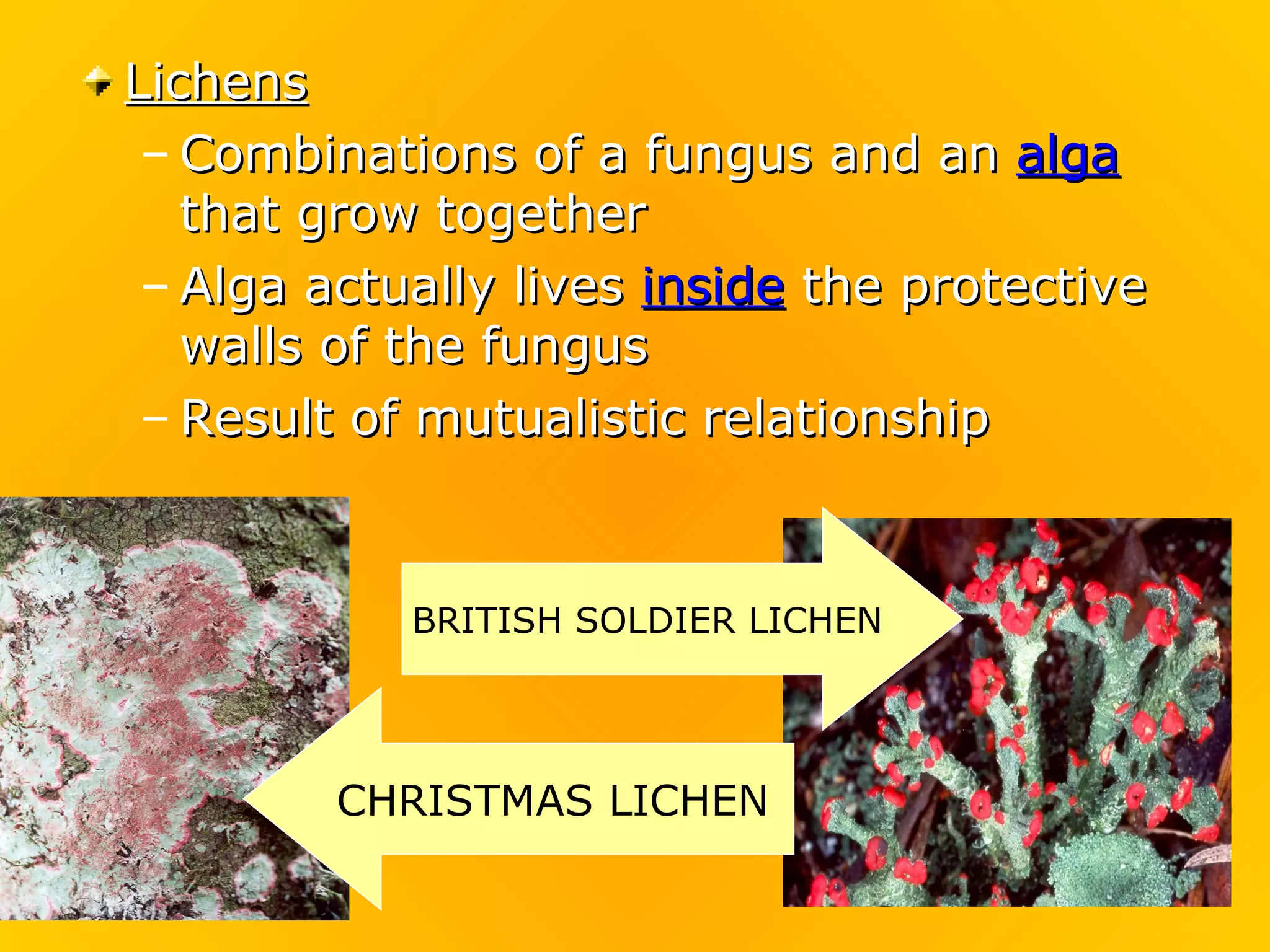 Lichens
 – Combinations of a fungus and an alga
   that grow together
 – Alga actually lives inside the protective
   walls of the fungus
 – Result of mutualistic relationship



            BRITISH SOLDIER LICHEN




         CHRISTMAS LICHEN
 