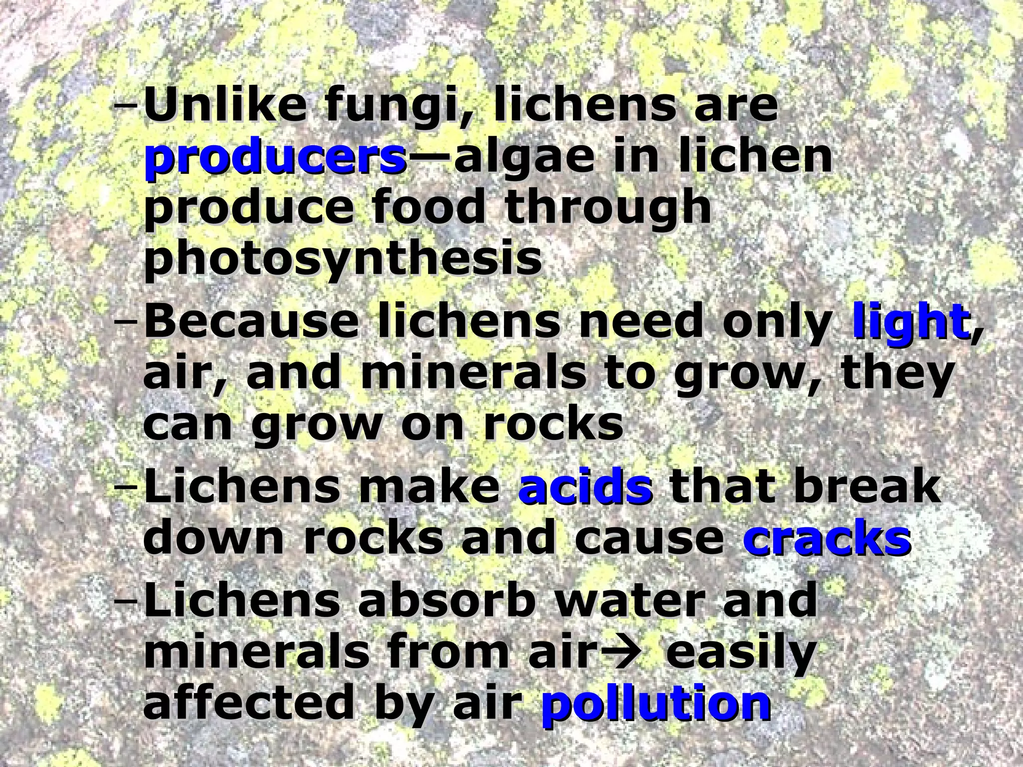–Unlike fungi, lichens are
 producers—algae in lichen
 produce food through
 photosynthesis
–Because lichens need only light,
 air, and minerals to grow, they
 can grow on rocks
–Lichens make acids that break
 down rocks and cause cracks
–Lichens absorb water and
 minerals from air easily
 affected by air pollution
 