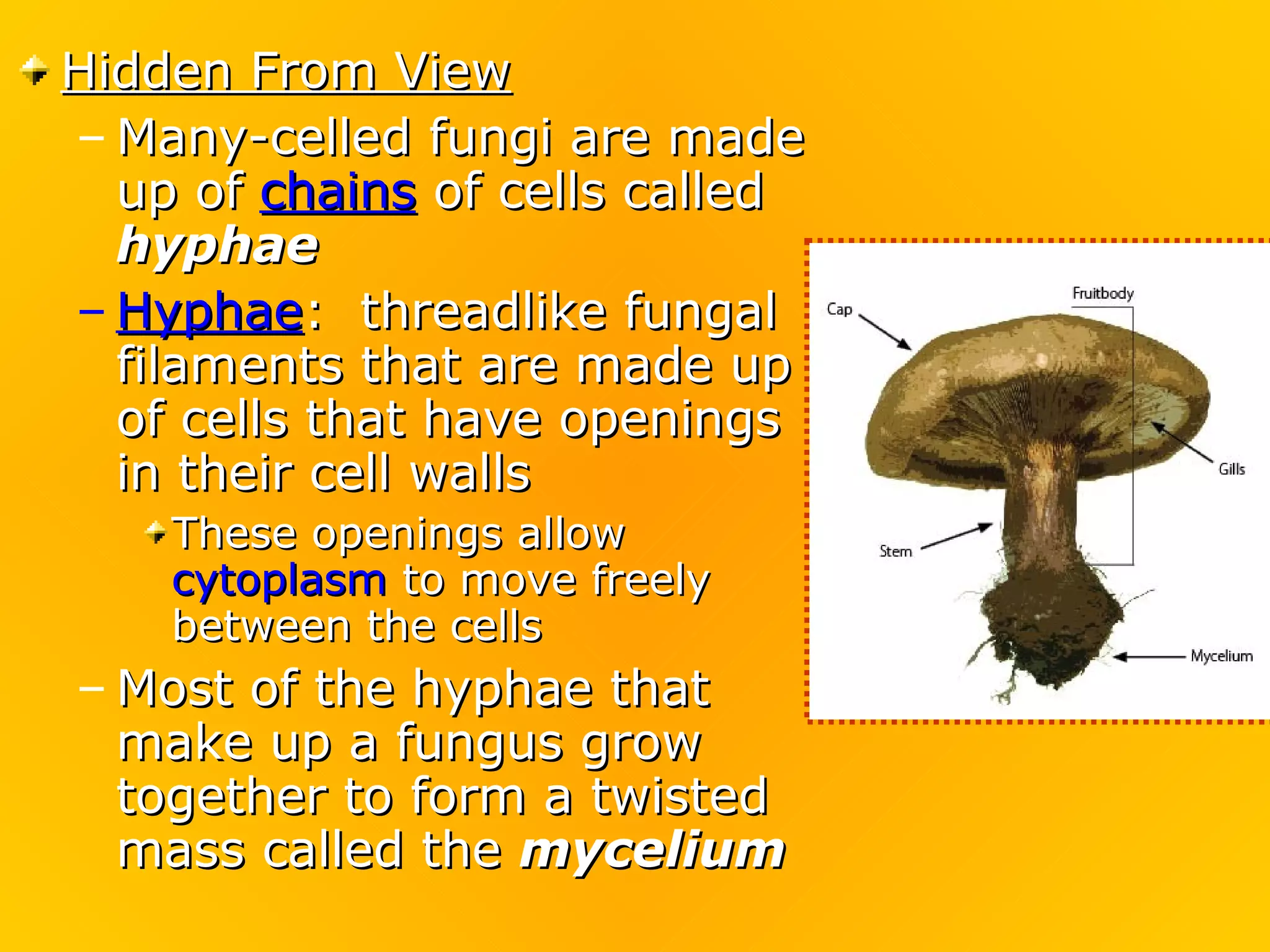 Hidden From View
– Many-celled fungi are made
  up of chains of cells called
  hyphae
– Hyphae: threadlike fungal
  filaments that are made up
  of cells that have openings
  in their cell walls
    These openings allow
    cytoplasm to move freely
    between the cells
– Most of the hyphae that
  make up a fungus grow
  together to form a twisted
  mass called the mycelium
 