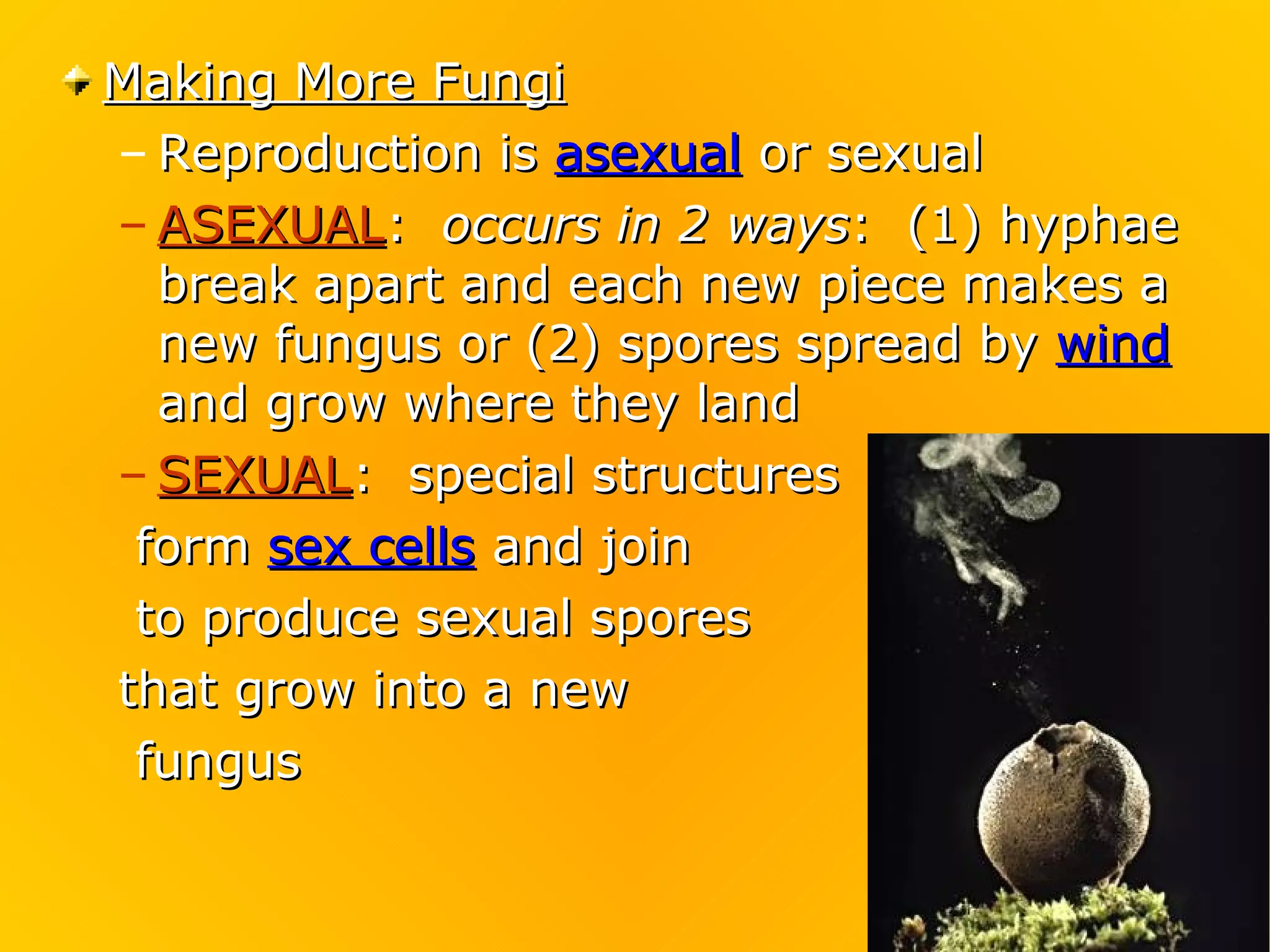 Making More Fungi
– Reproduction is asexual or sexual
– ASEXUAL: occurs in 2 ways: (1) hyphae
  break apart and each new piece makes a
  new fungus or (2) spores spread by wind
  and grow where they land
– SEXUAL: special structures
 form sex cells and join
 to produce sexual spores
that grow into a new
 fungus
 