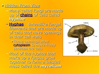 Fungi