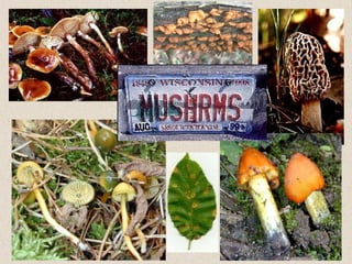 Fungi