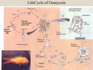 Fungal Characteristics and Life Cycles | PPT