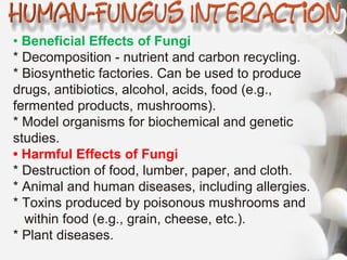 • Beneficial Effects of Fungi
* Decomposition - nutrient and carbon recycling.
* Biosynthetic factories. Can be used to produce
drugs, antibiotics, alcohol, acids, food (e.g.,
fermented products, mushrooms).
* Model organisms for biochemical and genetic
studies.
• Harmful Effects of Fungi
* Destruction of food, lumber, paper, and cloth.
* Animal and human diseases, including allergies.
* Toxins produced by poisonous mushrooms and
within food (e.g., grain, cheese, etc.).
* Plant diseases.
 