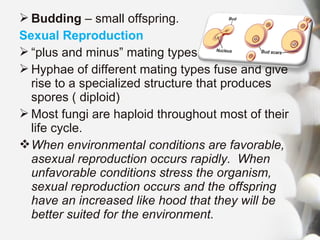  Budding – small offspring.
Sexual Reproduction
 “plus and minus” mating types
 Hyphae of different mating types fuse and give
rise to a specialized structure that produces
spores ( diploid)
 Most fungi are haploid throughout most of their
life cycle.
When environmental conditions are favorable,
asexual reproduction occurs rapidly. When
unfavorable conditions stress the organism,
sexual reproduction occurs and the offspring
have an increased like hood that they will be
better suited for the environment.
 