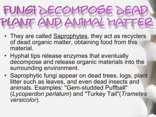 • They are called Saprophytes, they act as recyclers
of dead organic matter, obtaining food from this
material.
• Hyphal tips release enzymes that eventually
decompose and release organic materials into the
surrounding environment.
• Saprophytic fungi appear on dead trees, logs, plant
litter such as leaves, and even dead insects and
animals. Examples: "Gem-studded Puffball"
(Lycoperdon perlatum) and "Turkey Tail"(Trametes
versicolor).
 