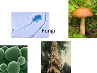 Fungi

 