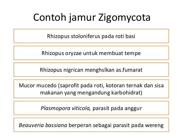 Materi fungi untuk kelas 10 sma semester 1