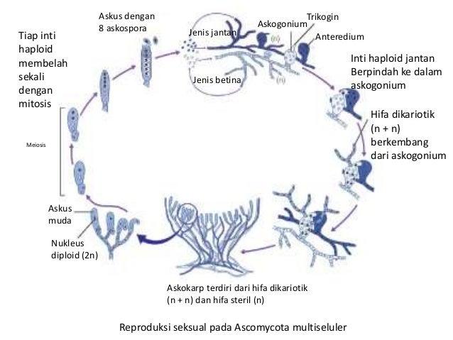 materi fungi untuk kelas 10 sma semester 1