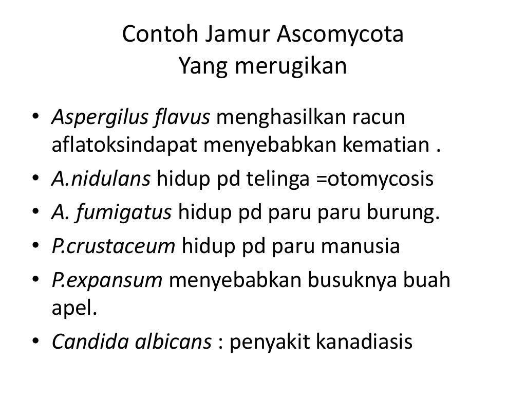 materi fungi untuk kelas 10 sma semester 1