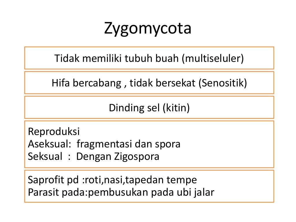 materi fungi untuk kelas 10 sma semester 1