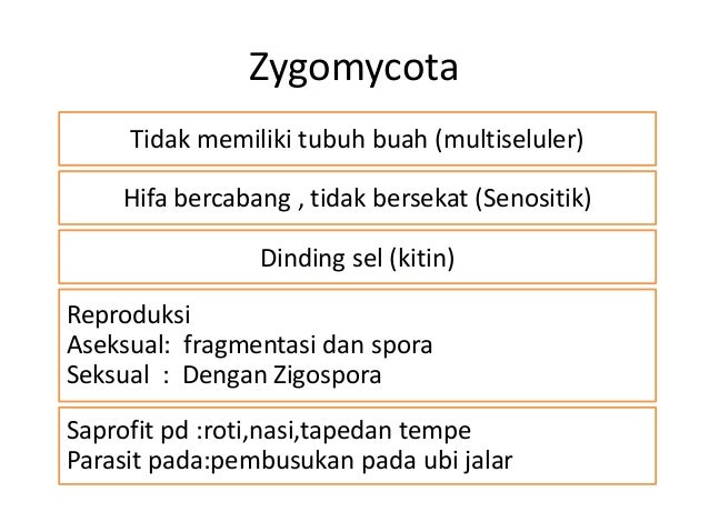 Materi fungi untuk kelas 10 sma semester 1