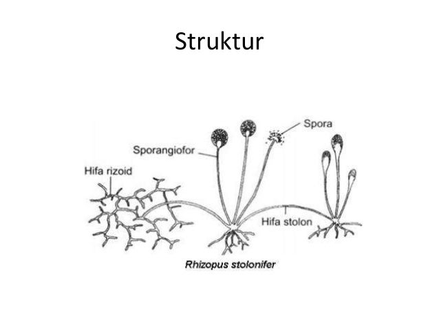 materi fungi untuk kelas 10 sma semester 1