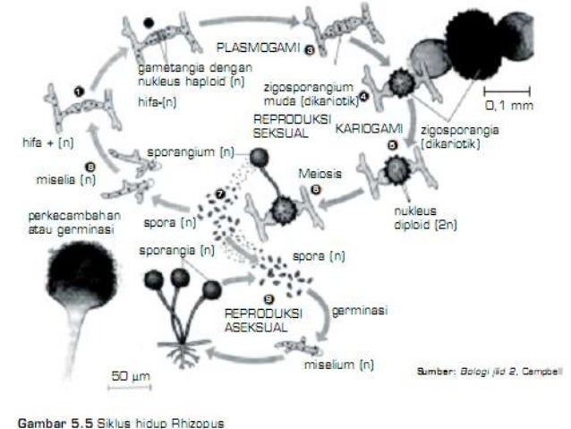 Materi fungi untuk kelas 10 sma semester 1