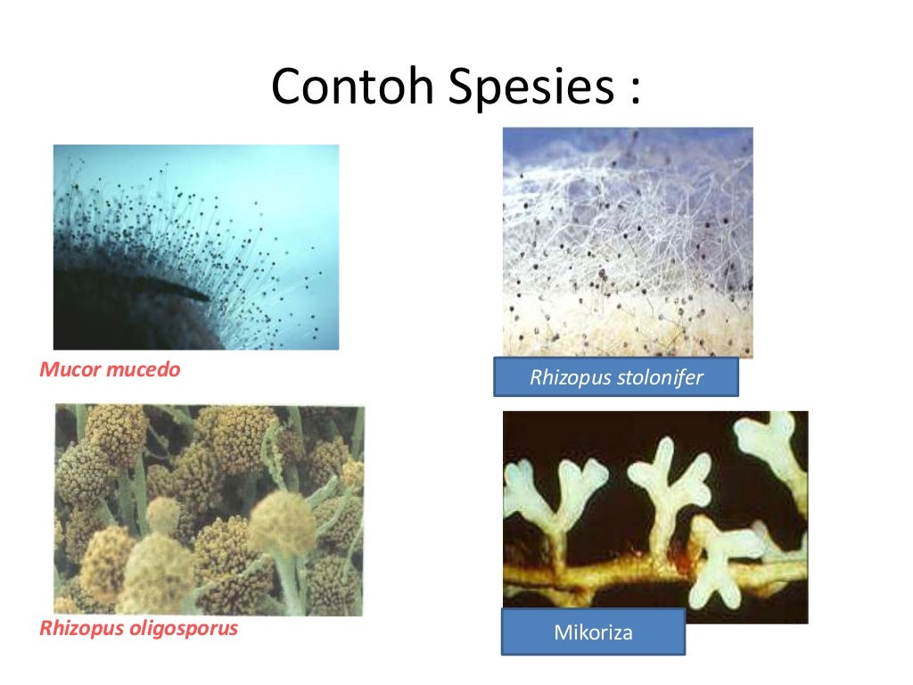 materi fungi untuk kelas 10 sma semester 1
