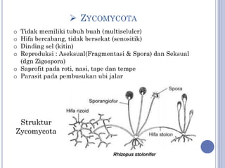 Jamur Multiseluler Jamur (Fungi) | PPTX