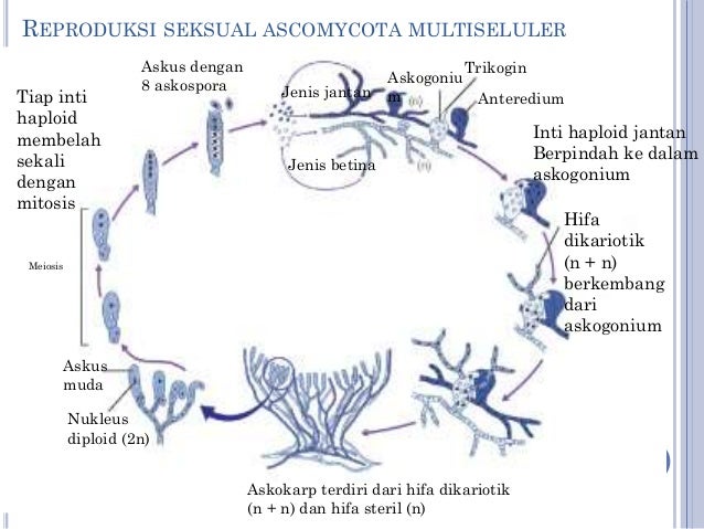 Jamur (Fungi)