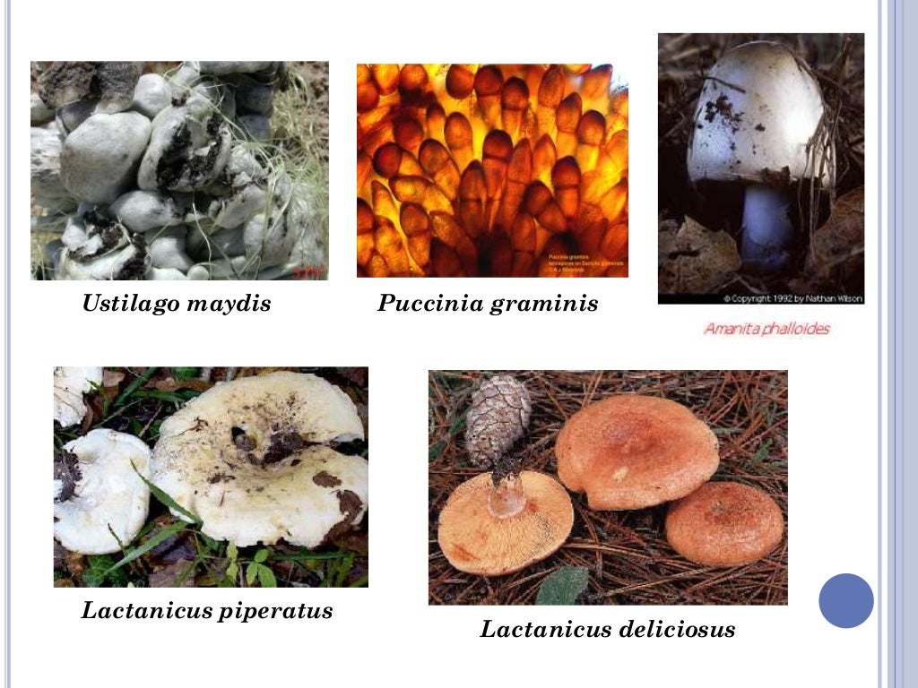 Jamur (Fungi)