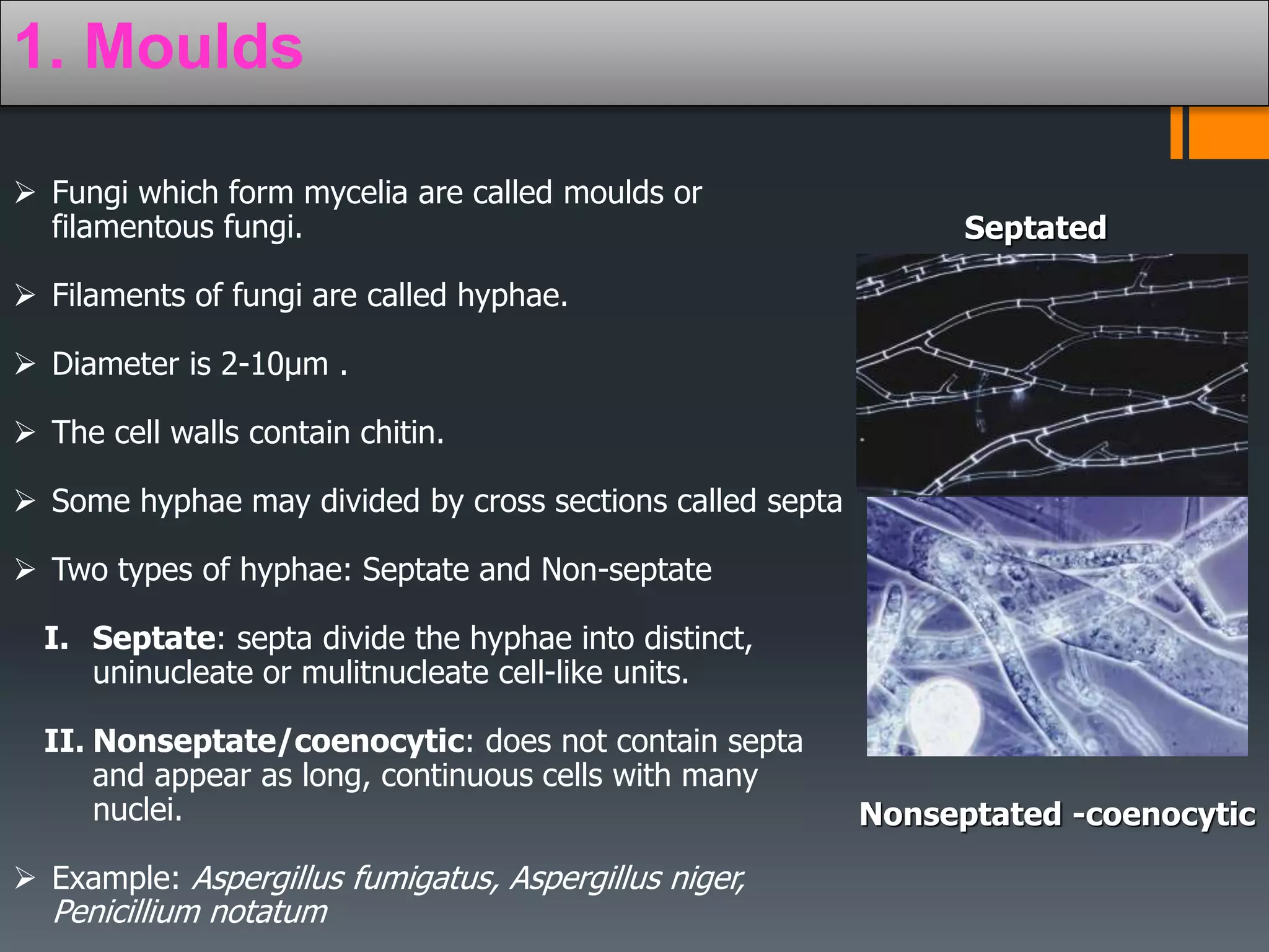 Fungi | PPT