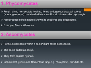 1. Phycomycetes 
 Fungi having non-septate hyphae, forms endogenous asexual spores 
(sporangiospores) contained within a sac like structures called sporangia. 
 Also produce sexual spores known as oospores and zygospores. 
 Example: Mucor, Rhizopus. 
2. Ascomycetes 
 Form sexual spores within a sac and are called ascospores. 
 The sac is called as ascus. 
 They form septate hyphae. 
 Include both yeasts and filamentous fungi e.g. Histoplasm, Candida etc. 
 