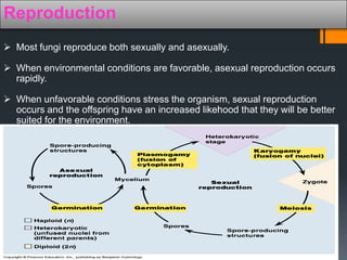 Reproduction 
 Most fungi reproduce both sexually and asexually. 
 When environmental conditions are favorable, asexual reproduction occurs 
rapidly. 
 When unfavorable conditions stress the organism, sexual reproduction 
occurs and the offspring have an increased likehood that they will be better 
suited for the environment. 
 