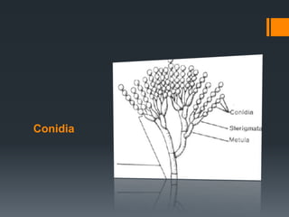 Conidia 
 