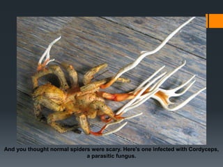 And you thought normal spiders were scary. Here's one infected with Cordyceps, 
a parasitic fungus. 
 