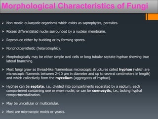 Morphological Characteristics of Fungi 
 Non-motile eukaryotic organisms which exists as saprophytes, parasites. 
 Posses differentiated nuclei surrounded by a nuclear membrane. 
 Reproduce either by budding or by forming spores. 
 Nonphotosynthetic (heterotrophic). 
 Morphologically may be either simple oval cells or long tubular septate hyphae showing true 
lateral branching. 
 Most fungi grow as thread-like filamentous microscopic structures called hyphae (which are 
microscopic filaments between 2–10 μm in diameter and up to several centimeters in length) 
and which collectively form the mycelium (aggregates of hyphae). 
 Hyphae can be septate, i.e., divided into compartments separated by a septum, each 
compartment containing one or more nuclei, or can be coenocytic, i.e., lacking hyphal 
compartmentalization. 
 May be unicellular or multicellular. 
 Most are microscopic molds or yeasts. 
 