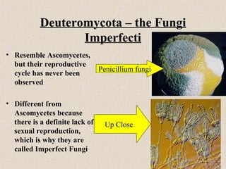 imperfect fungi