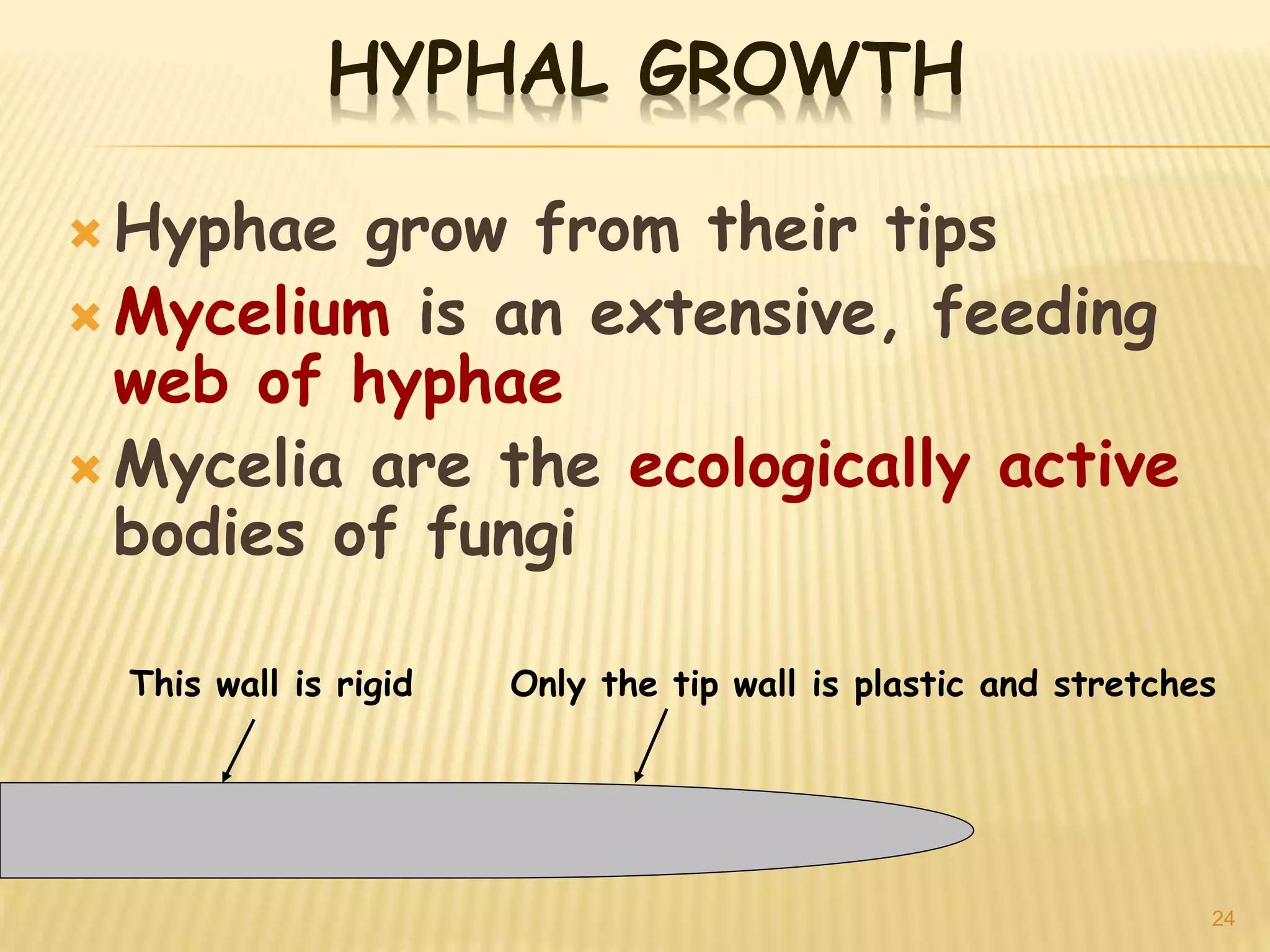 Fungi | PPTX