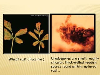 Fungi | PPTX