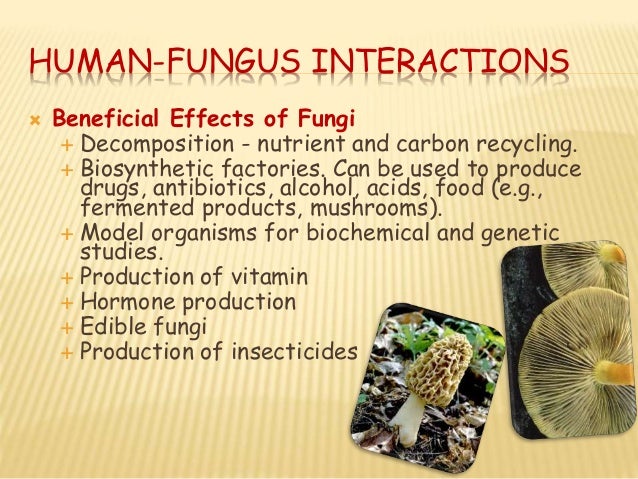 The Negative Impact Of Fungi On Humans