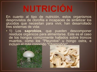 En cuanto al tipo de nutrición, estos organismos
desprovistos de clorofila e incapaces de sintetizar los
glúcidos que necesitan para vivir, han desarrollado
tres sistemas de vida:
• 1) Los saprobios, que pueden descomponer
residuos orgánicos para alimentarse. Este es el caso
de los hongos comúnmente hallados sobre troncos
muertos, como los "Pleurotos" u hongo ostra, e
incluso el más conocido "Champiñón".
 