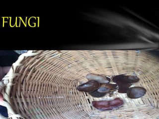 FUNGI
 