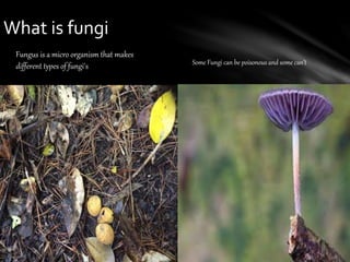Fungus is a micro organism that makes
different types of fungi's Some Fungi can be poisonous and some can’t
What is fungi
 