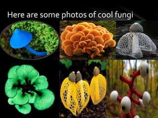 Here are some photos of cool fungi
 
